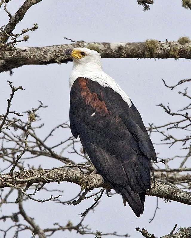 Vista trasera de un águila pescadora africana posada en una rama