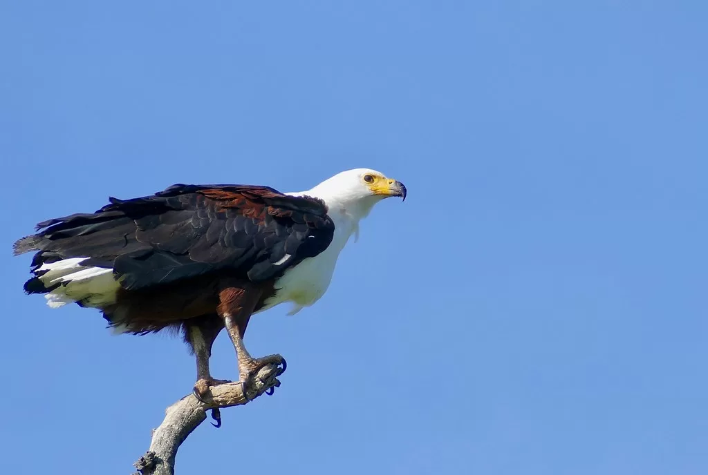 Vista lateral de una águila pescadora de África posada en una rama