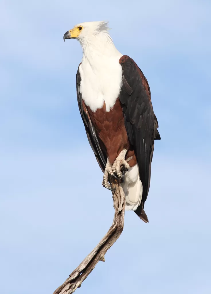 Vista inferior de la águila vociferante africana