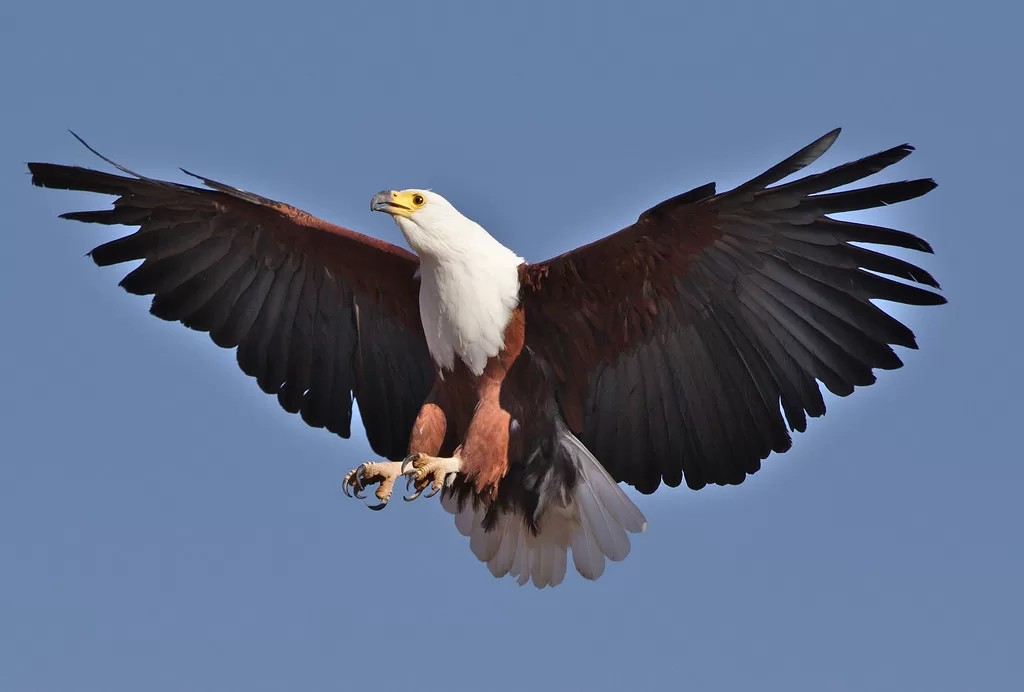 Vista desde abajo de una águila vociferante volando 