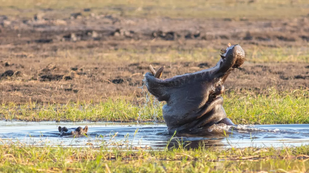 Vista de la boca abierta de un hipopótamo fuera del agua