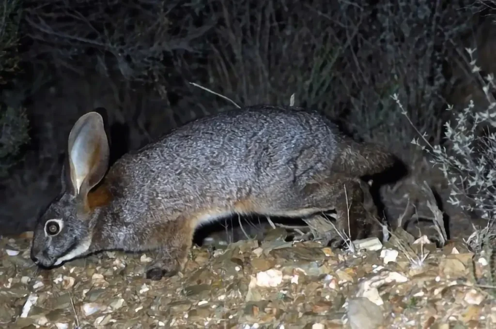 Vista nocturna de perfil del bunolagus monticularis buscando alimento