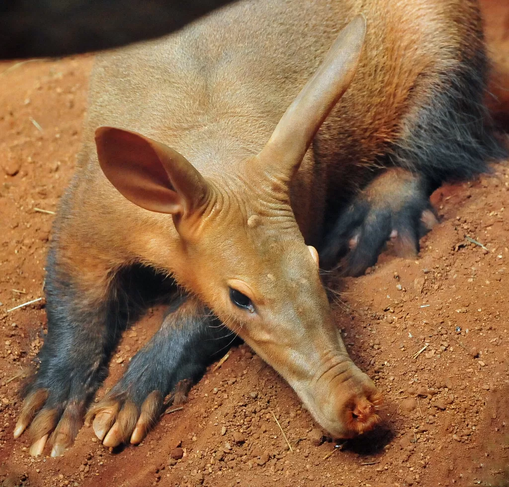 Vista frontal de un cerdo africano hormiguero