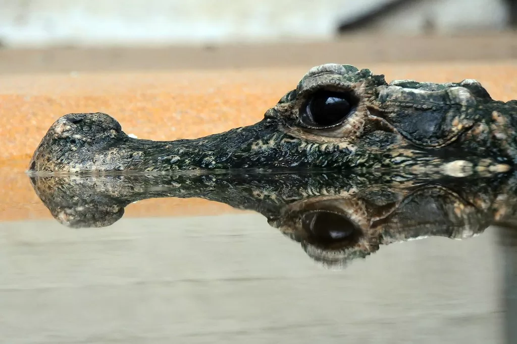 Vista de la cabeza sobre el agua del cocodrilo africano enano
