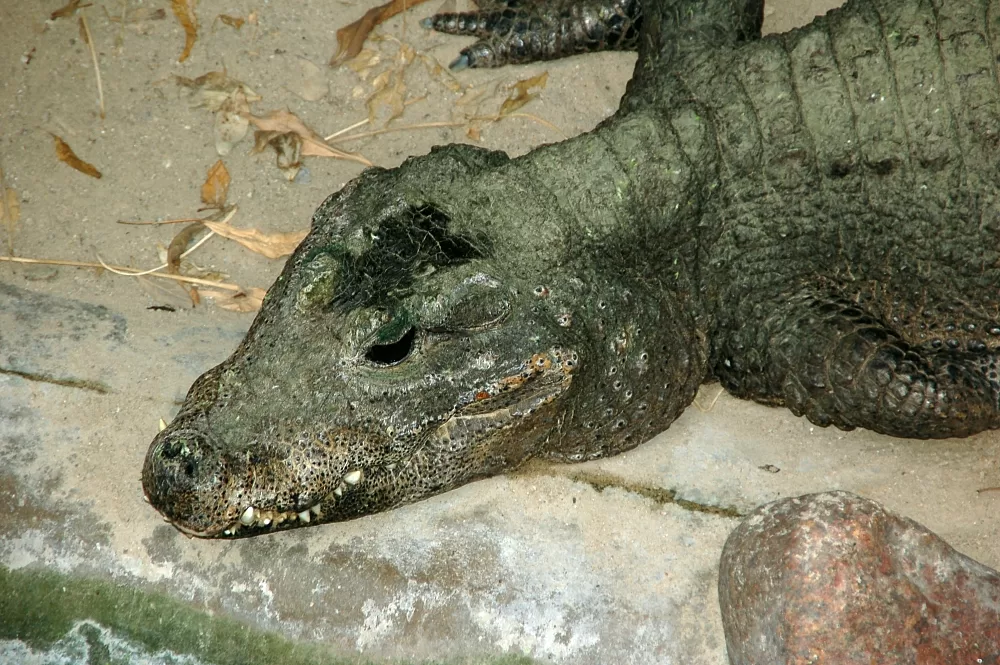 Vista de la cabeza del cocodrilo huesudo desde arriba