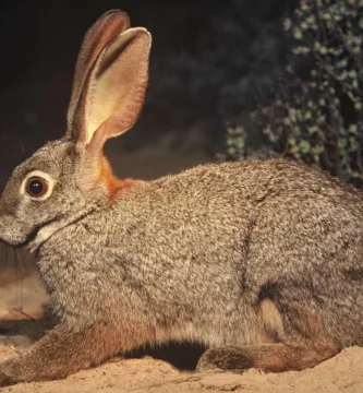 Vista de perfil del conejo bosquimano acostado e el suelo