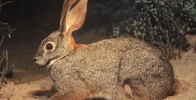 Vista de perfil del conejo bosquimano acostado e el suelo