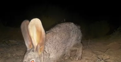 Vista nocturna de un conejo ribereño