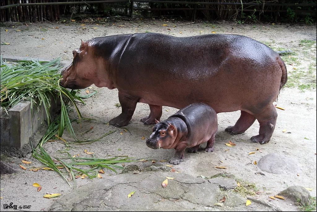 Vista de una cría de hipopótamo al lado de su madre que está comiendo