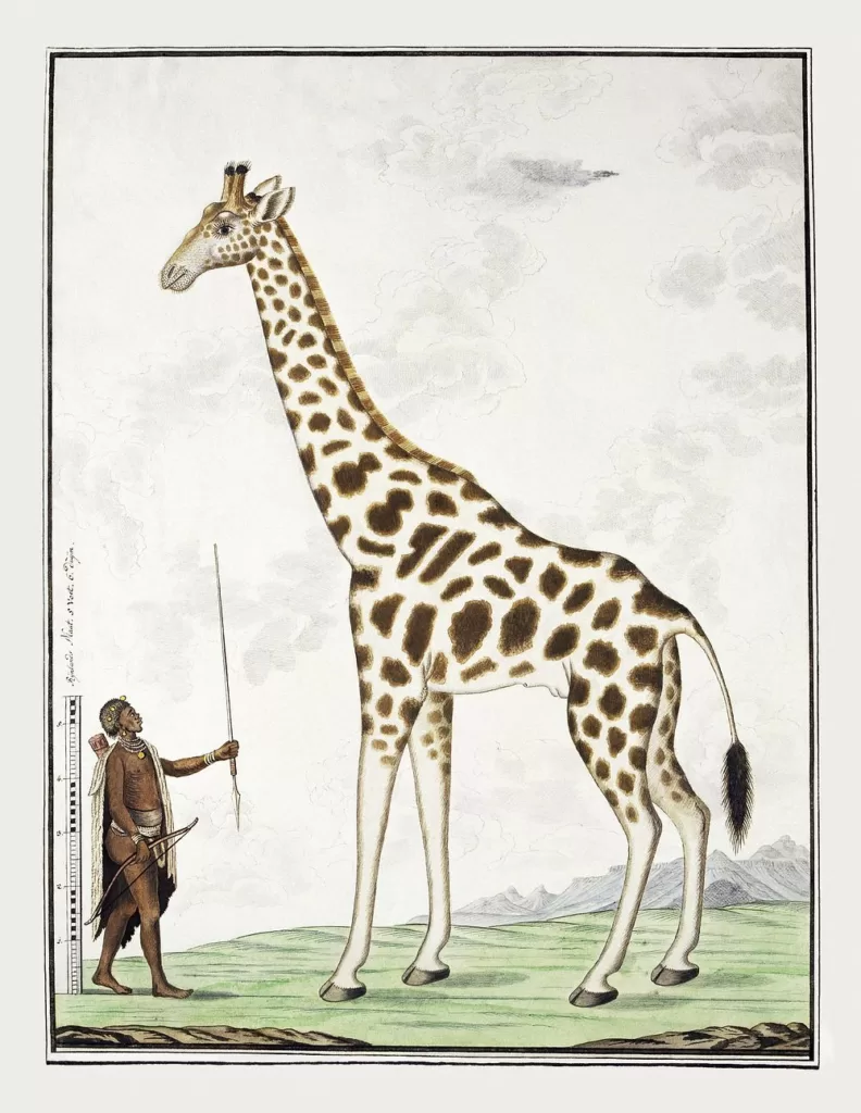 Dibujo de una Girafa con una persona donde se compara su altura