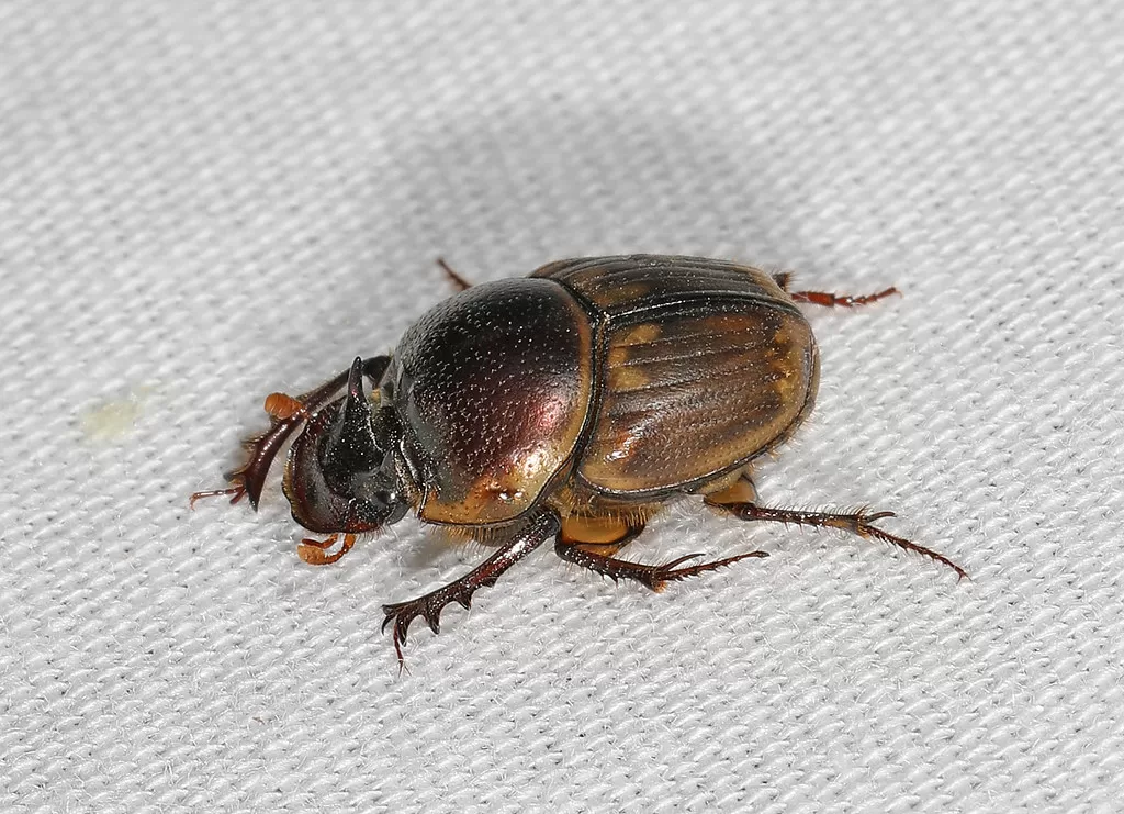 Vista superior del escarabajo africano estercolero