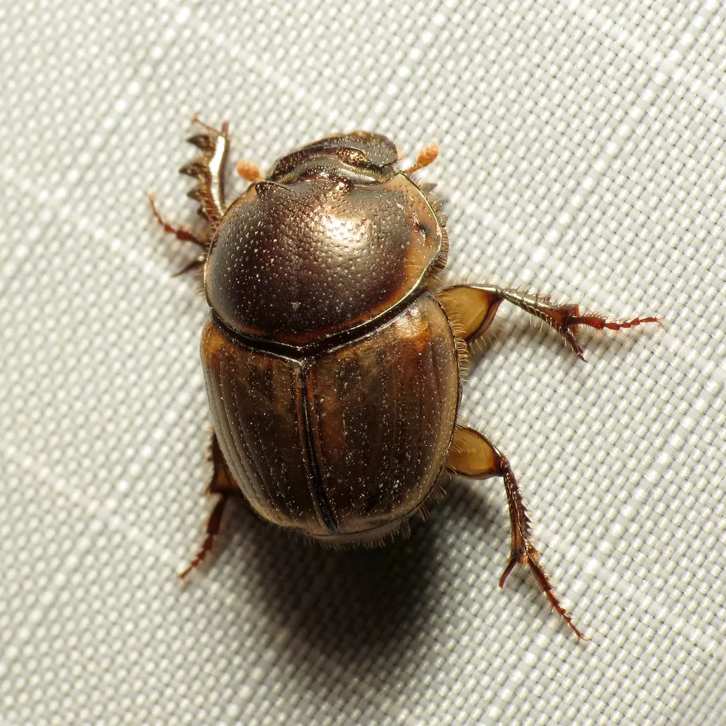 Vista superior del escarabajo africano pelotero