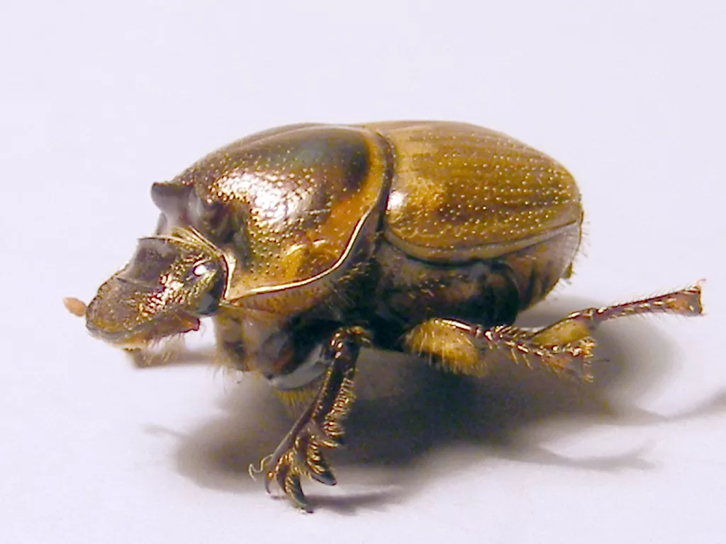 Vista lateral del escarabajo africano pelotillero sobre fondo rosa