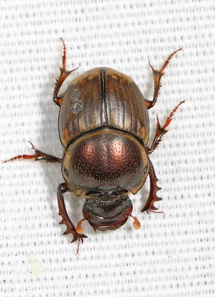 Vista superior del escarabajo pelotero africano 