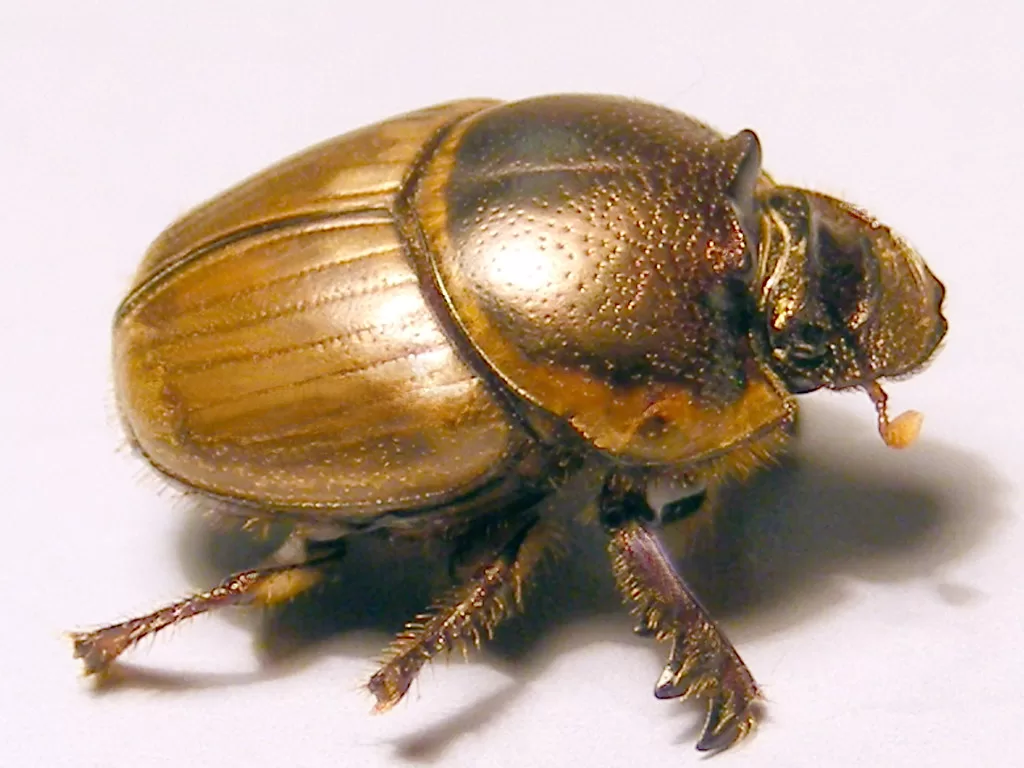 Vista del escarabajo pelotillero africano sobre fondo blanco