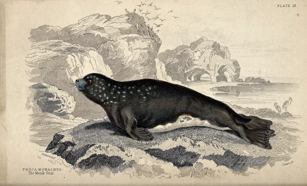 Vista de un dibujo de una foca africana del mediterráneo en las rocas