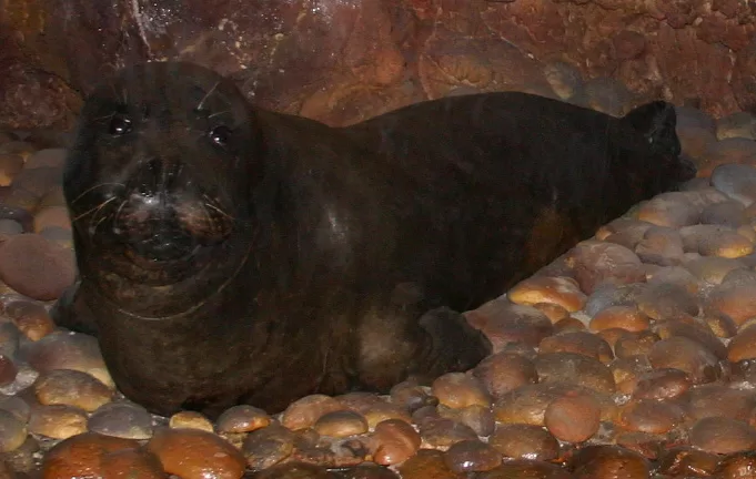 Vista de una foca fraile africana en un museo