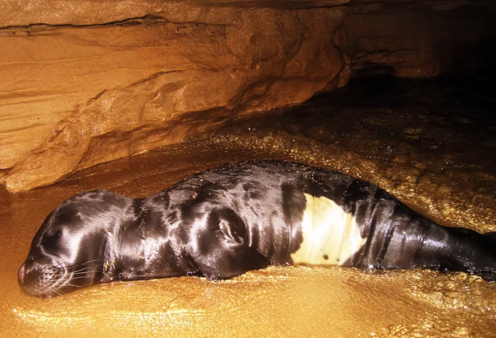 Vista de cachorro de foca fraile del mediterráneo durmiendo en una cueva