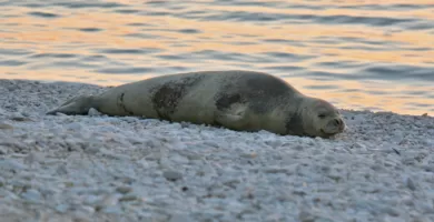 Vista de una foca monje del Mediterráneo descansando en la arena de la playa