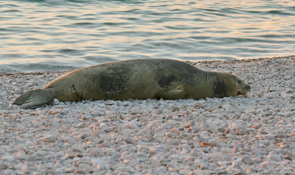 Vista de una foca monje africana descansando en la arena de la playa