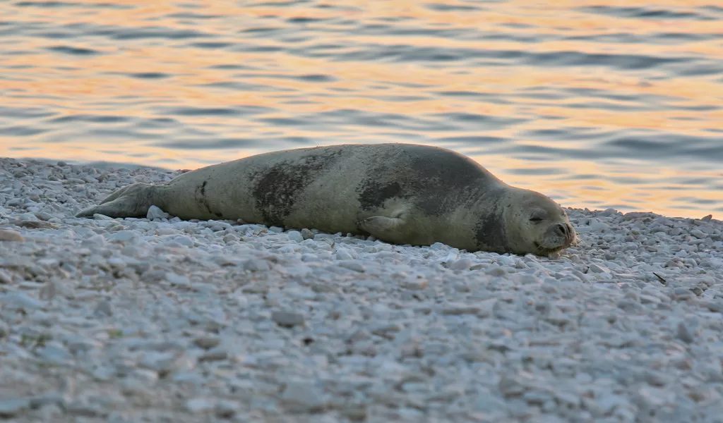 Vista de una foca monje del Mediterráneo descansando en la arena de la playa