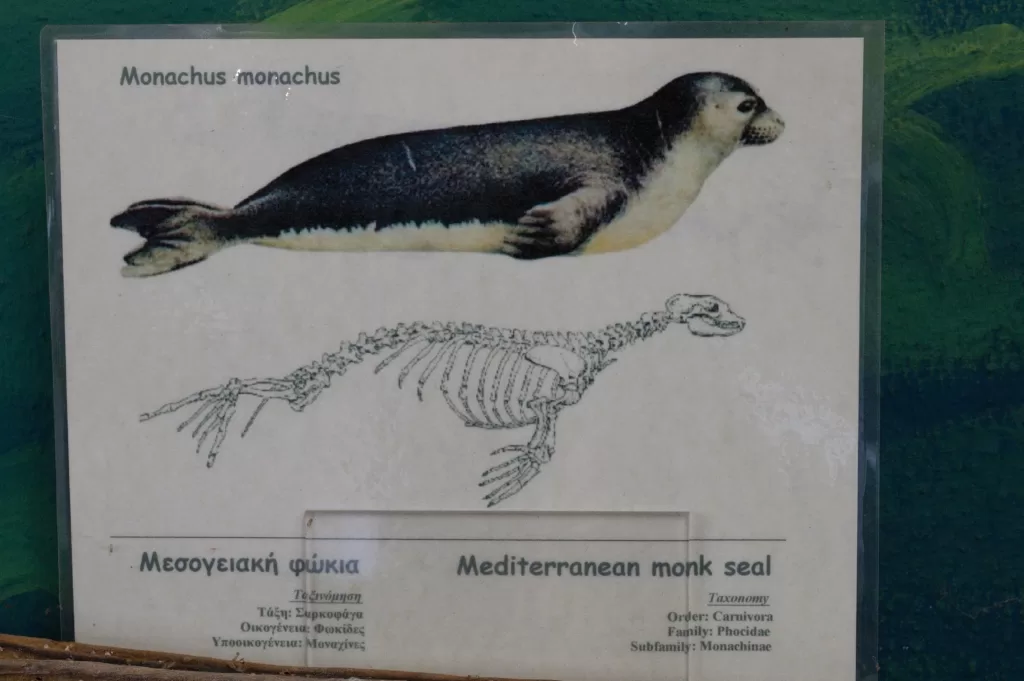 Dibujo del esqueleto de la foca monje del mediterráneo