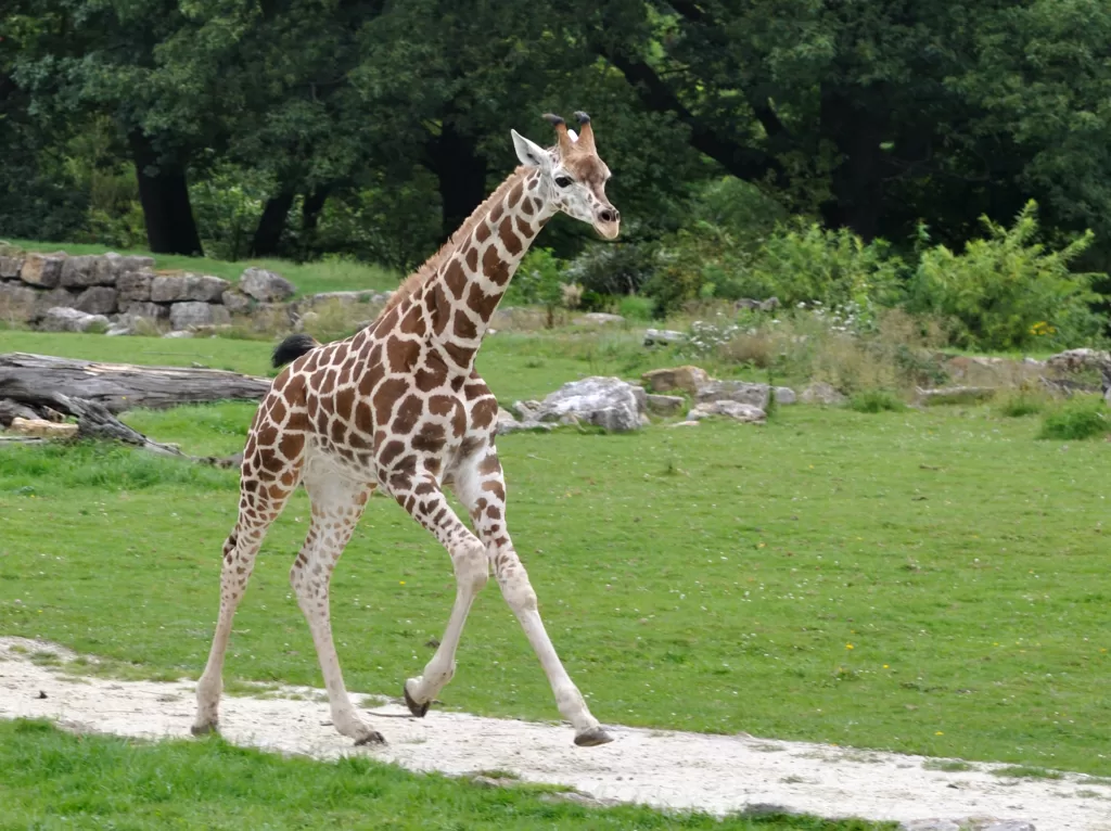 Girafa joven corriendo