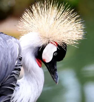 Vista de la grulla coronada cuelligrís mirando hacia abajo