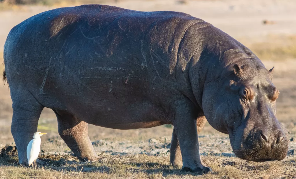 Vista de cuerpo entero de un hipopótamo común