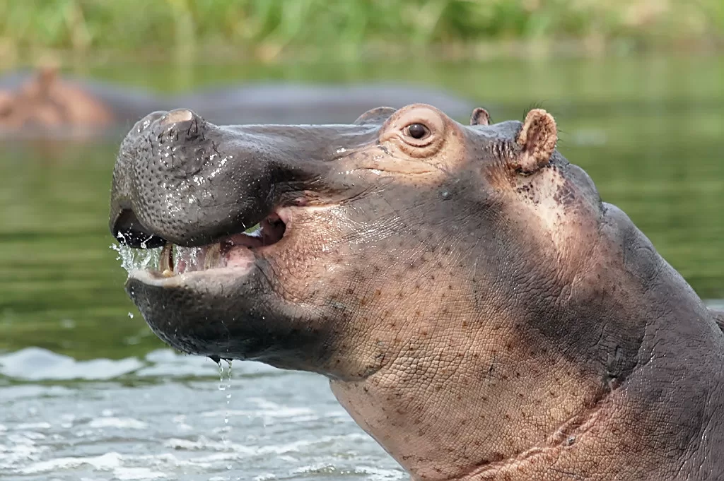 Vista de la cabeza de un hipopótamo fuera del agua