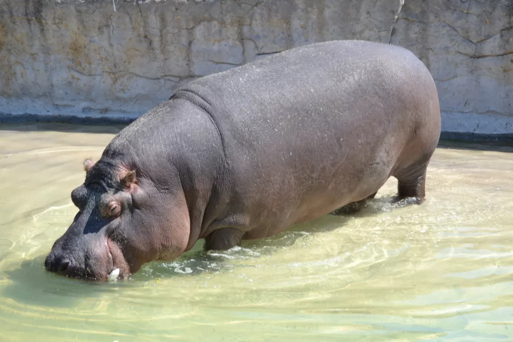 Vista de un hipopótamo del Nilo en una charca de un zoo