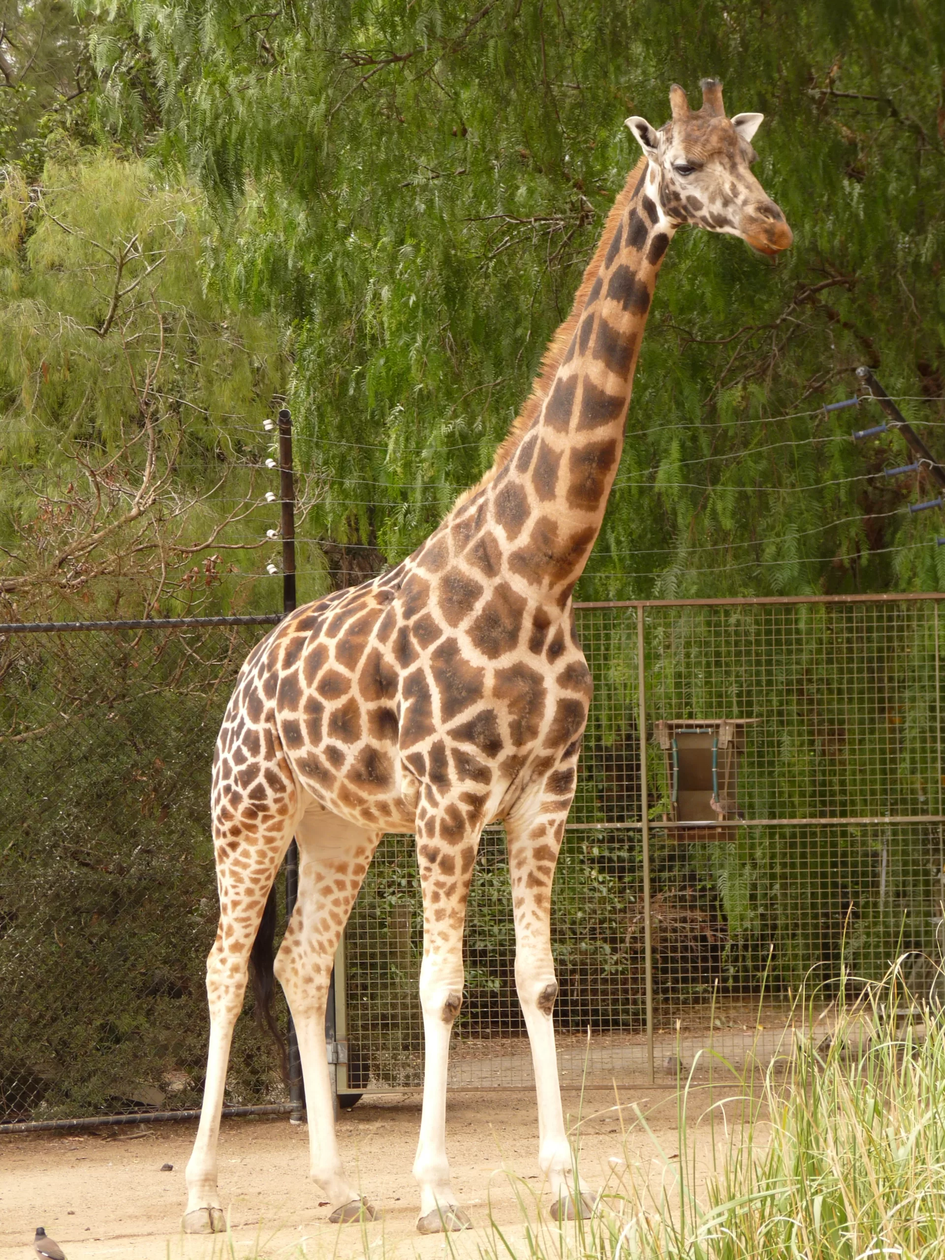 Vista de tamaño completo de una jirafa