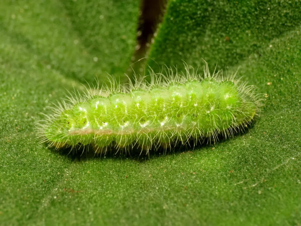 Vista de una larva verde de la mariposa taladro del geranio