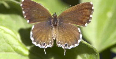 Vista superior de la mariposa africana