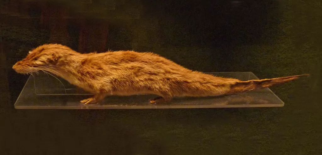 Vista de una musaraña nutria en un museo zoológico