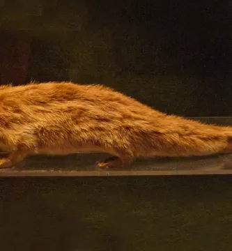Vista de una musaraña nutria en un museo zoológico
