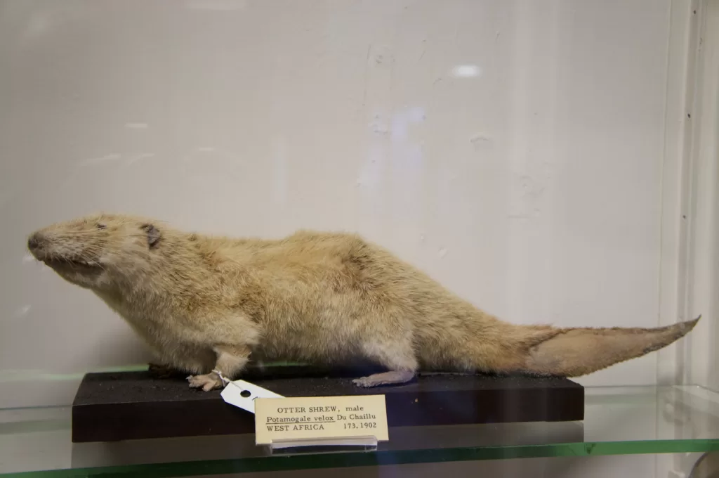 Vista de una musaraña nutria africana en un museo