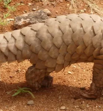 Vista lateral de un pangolín gigante