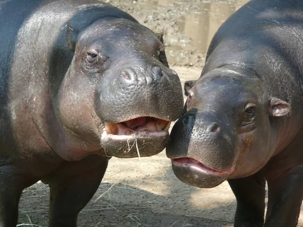 Vista de dos hipopótamos frotando sus cabezas