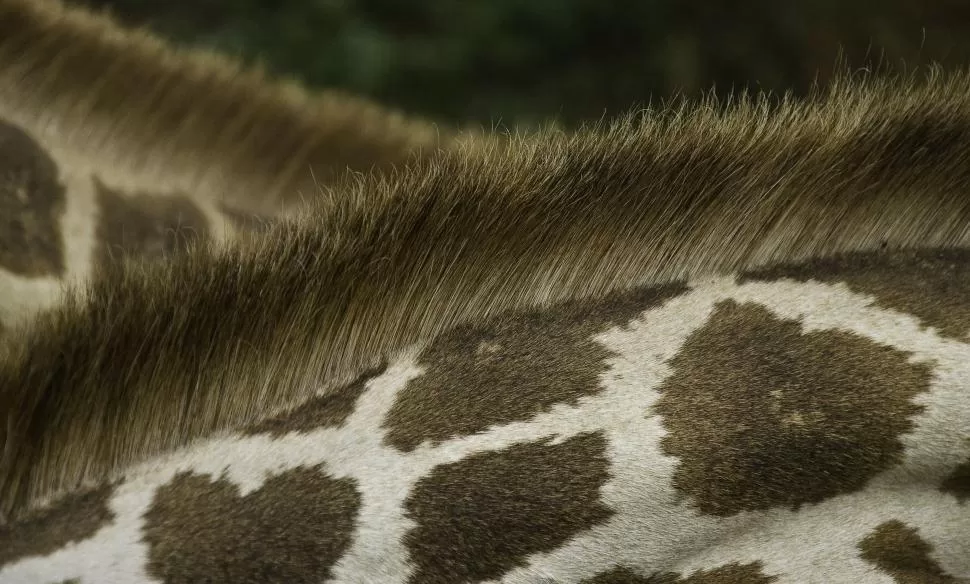 Vista del pelaje y las manchas del cuello de la jirafa