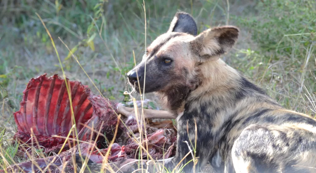 Perro pintado africano acostado al lado del cadáver de una presa