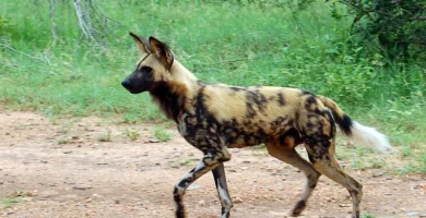 Vista de perfil de un perro salvaje africano
