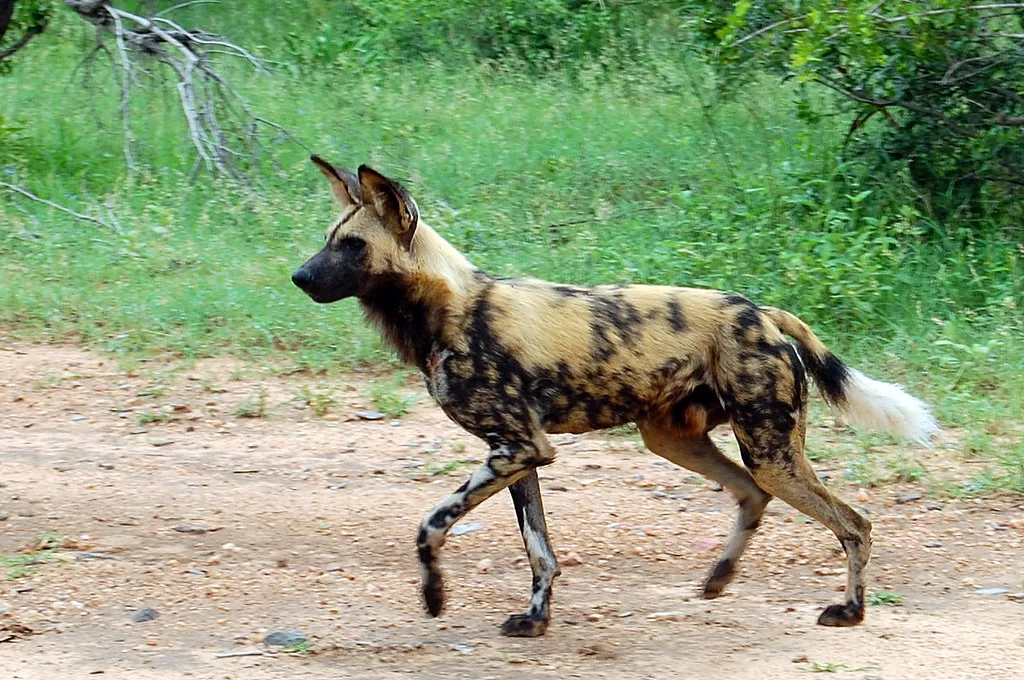 Vista de perfil de un perro salvaje africano