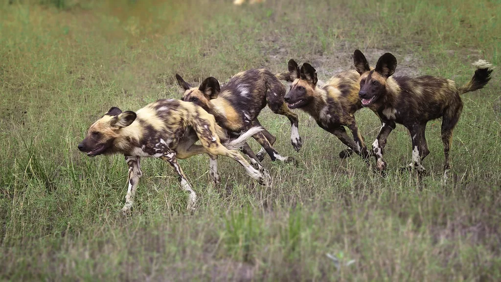 Cuatro perros salvajes africanos en su hábitat natural