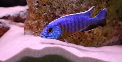 Vista de un pez pavo real de color azul morado