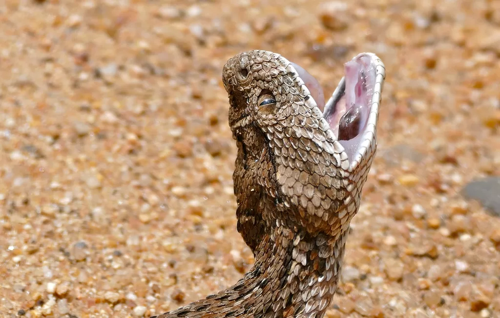 Cabeza de la serpiente sopladora hacia arriba con la boca abierta