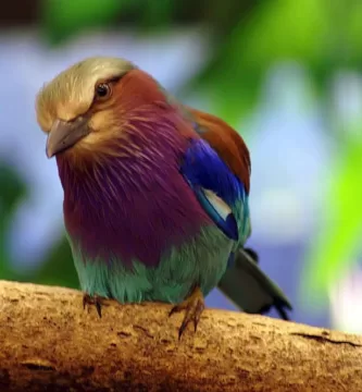 Vista frontal de la coracias caudata posando en una rama