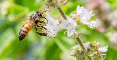 vista lateral de la abeja africana recolectando polen de una flor blanca