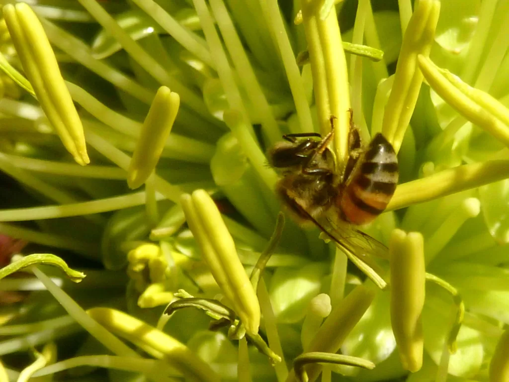 Vista de una abeja africana asesina colgando hacia abajo en una planta