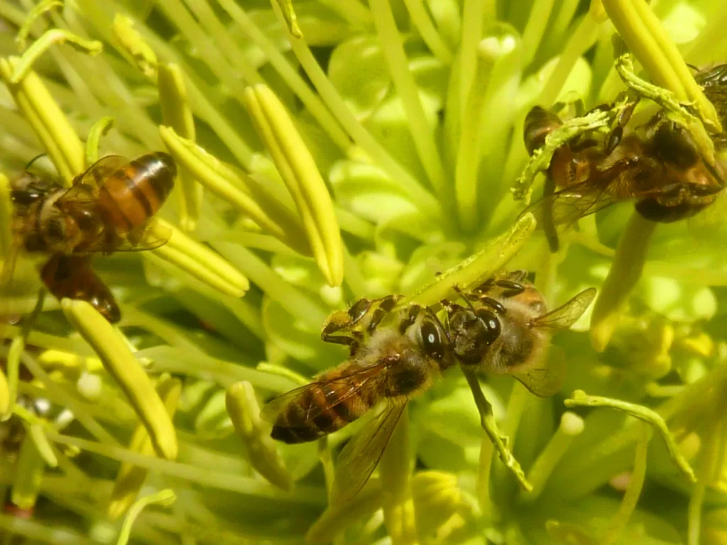 Vista de abejas africanas de tierras bajas orientales interactuando entre ellas